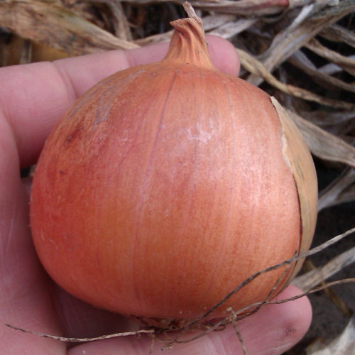 Onion Seeds Rijnsburger